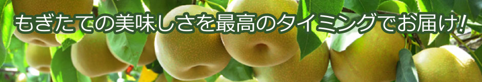 もぎたての美味しさを最高のタイミングでお届け!